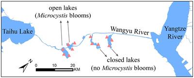 Abundance trade-offs and dominant taxa maintain the stability of the bacterioplankton community underlying Microcystis blooms